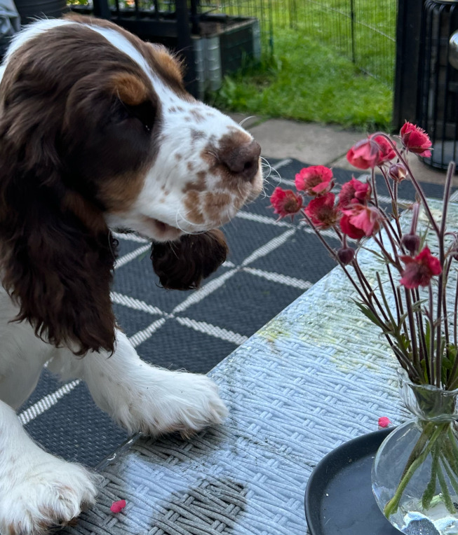 Archie's Profile Picture